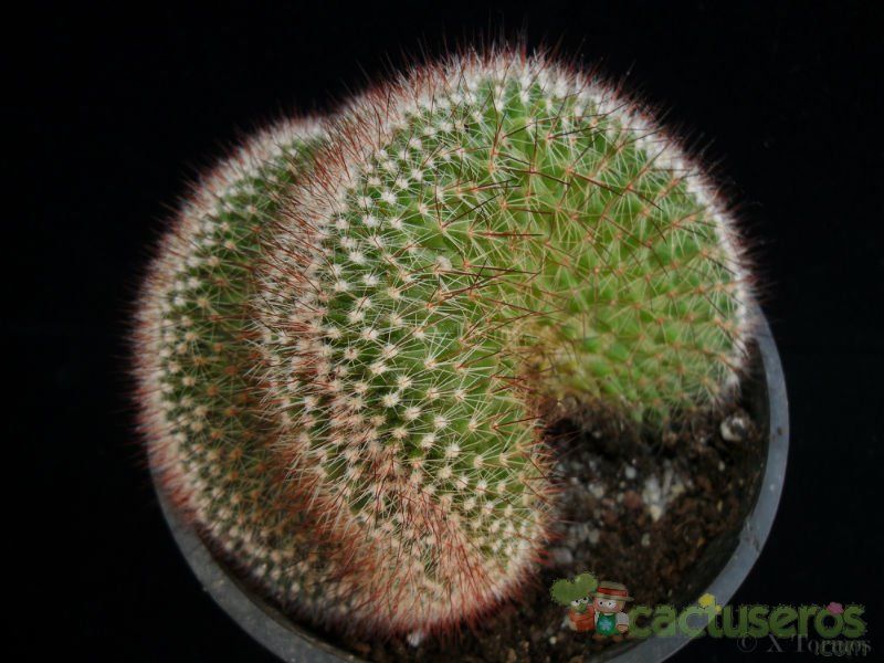 A photo of Mammillaria spinosissima ssp. spinosissima fma. crestada
