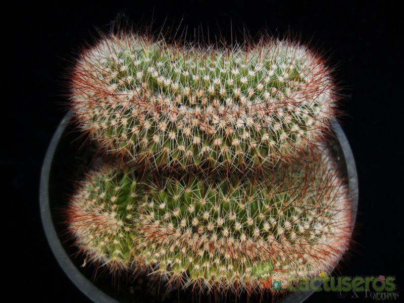 A photo of Mammillaria spinosissima ssp. spinosissima fma. crestada