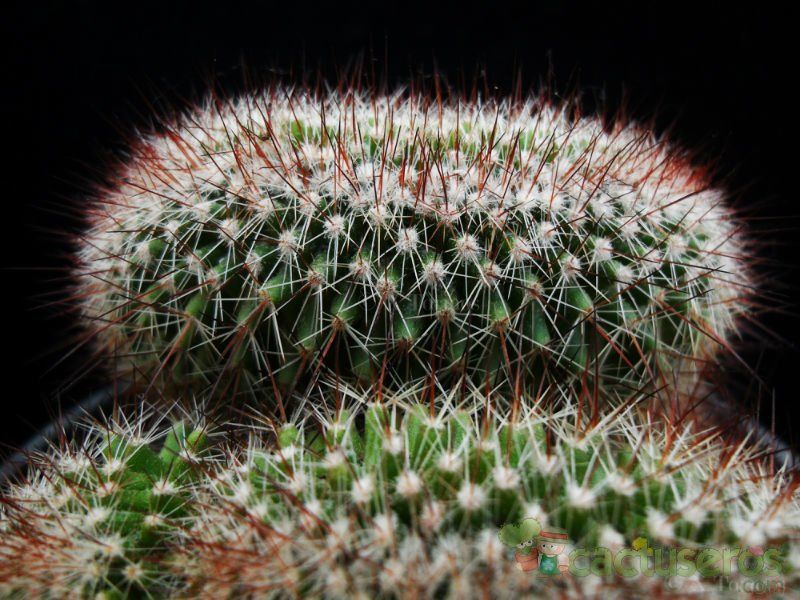 A photo of Mammillaria spinosissima ssp. spinosissima fma. crestada