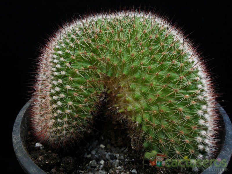 A photo of Mammillaria spinosissima ssp. spinosissima fma. crestada