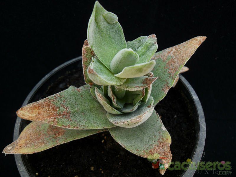 Una foto de Crassula cv. Pink Pyramid 