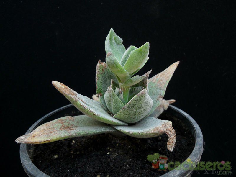 Una foto de Crassula cv. Pink Pyramid 