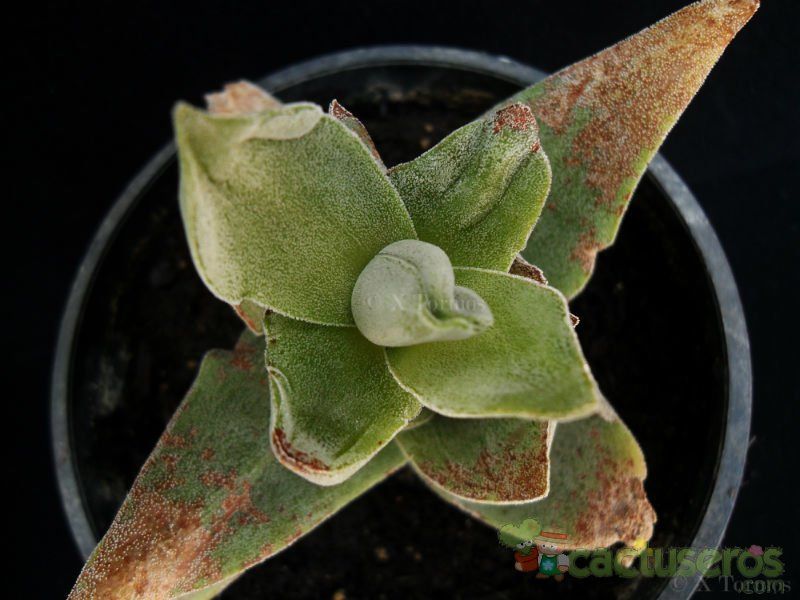 Una foto de Crassula cv. Pink Pyramid 