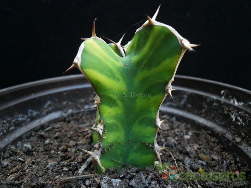 Una foto de Euphorbia buruana  