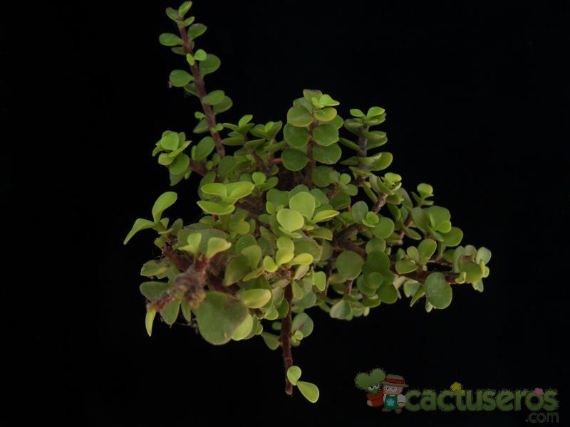 A photo of Portulacaria afra