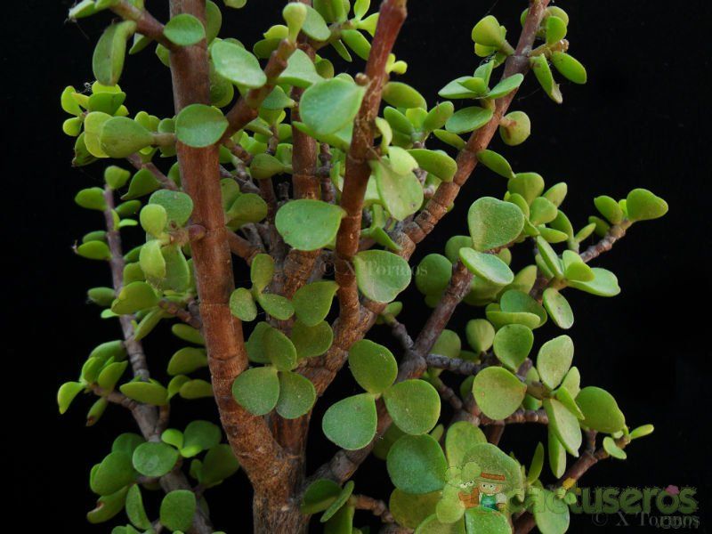 A photo of Portulacaria afra
