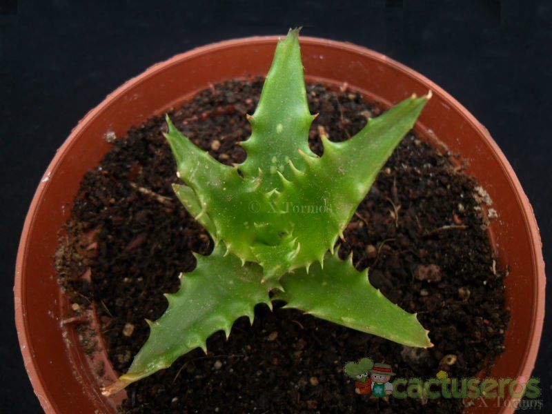A photo of Aloe cv. nuda