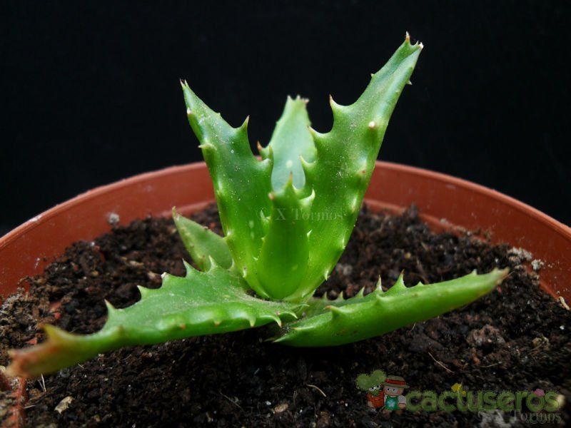 A photo of Aloe cv. nuda