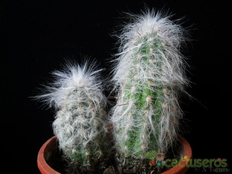 A photo of Oreocereus celsianus