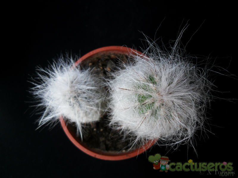 A photo of Oreocereus celsianus