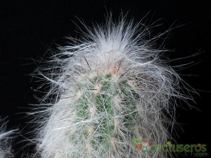 A photo of Oreocereus celsianus