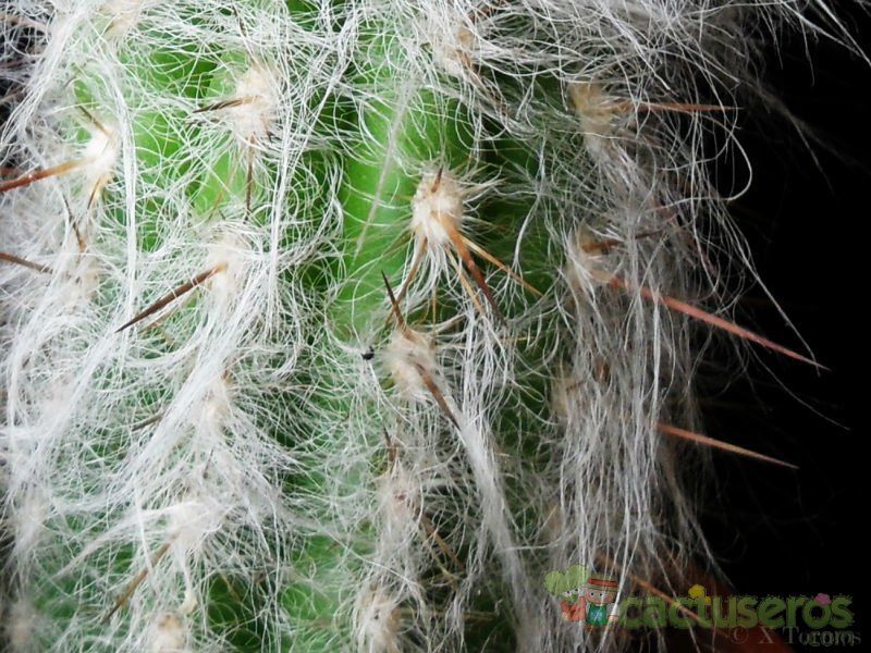 A photo of Oreocereus celsianus
