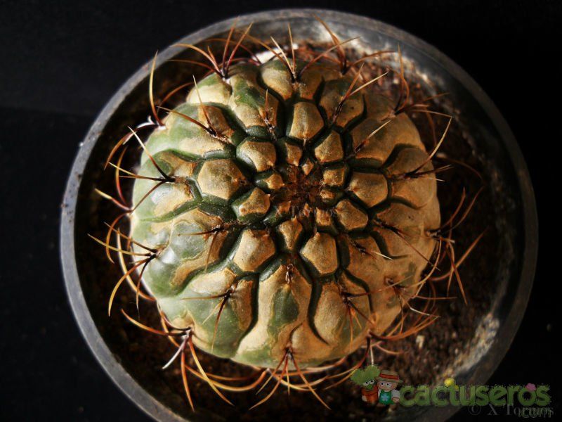 Una foto de Matucana aureiflora