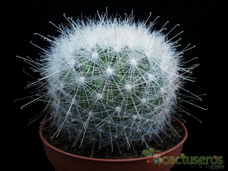 A photo of Mammillaria senilis