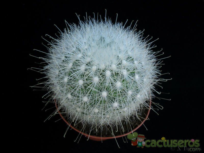 A photo of Mammillaria senilis