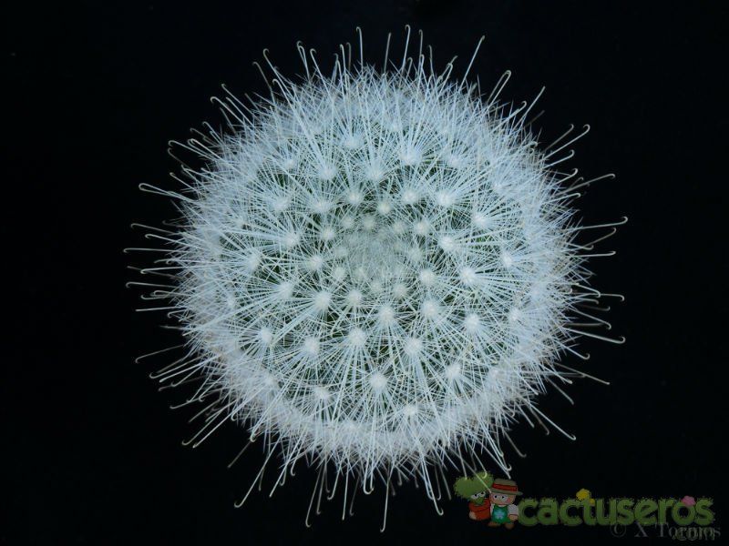 A photo of Mammillaria senilis