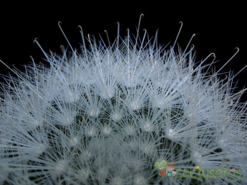 A photo of Mammillaria senilis