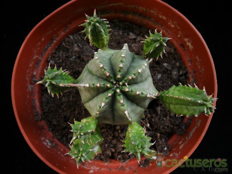 A photo of Euphorbia pillansii  