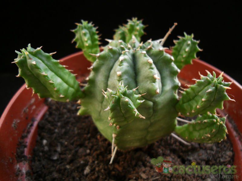 Una foto de Euphorbia pillansii  