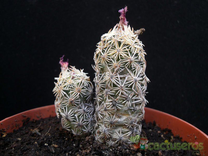 A photo of Escobaria minima
