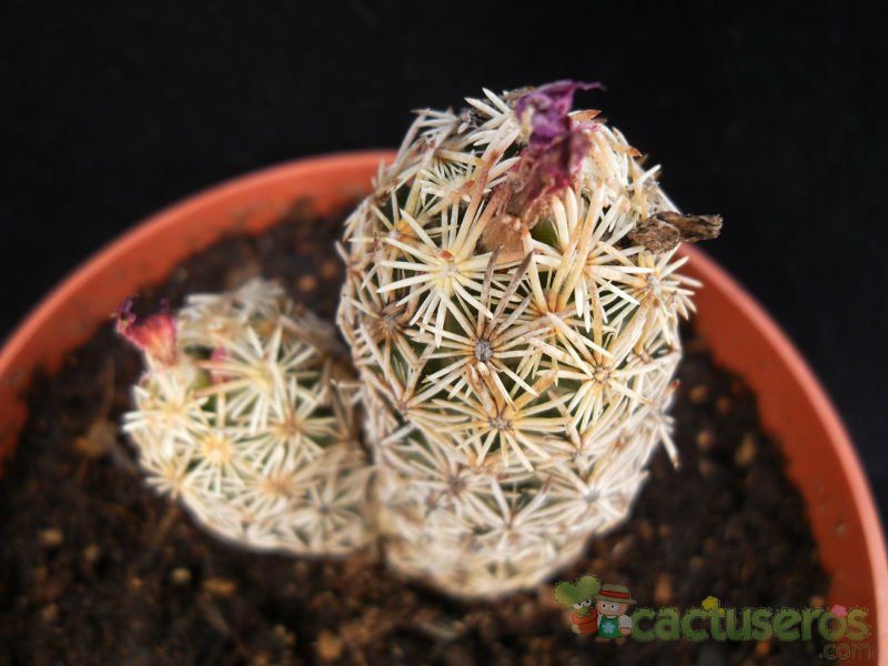 A photo of Escobaria minima