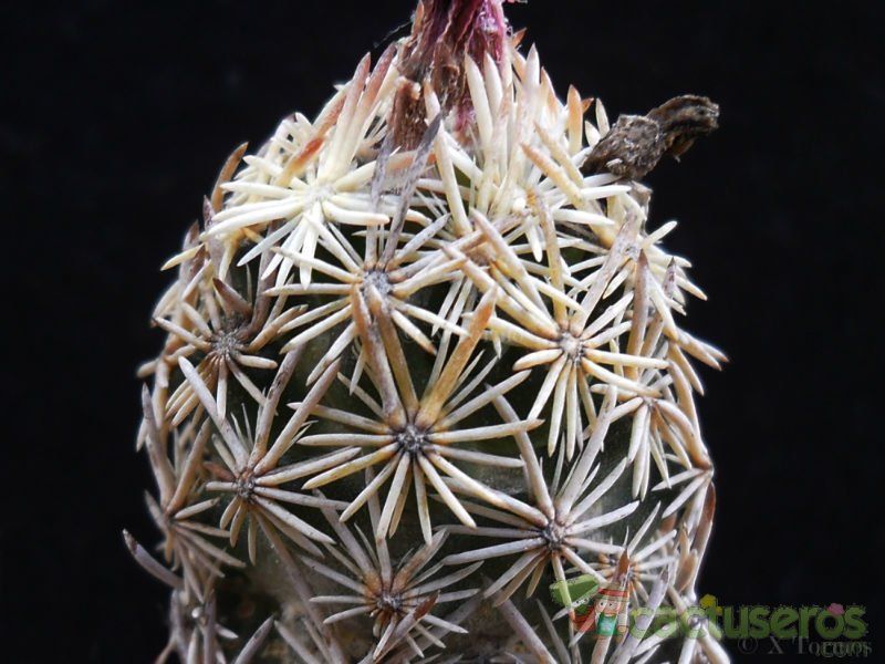 A photo of Escobaria minima