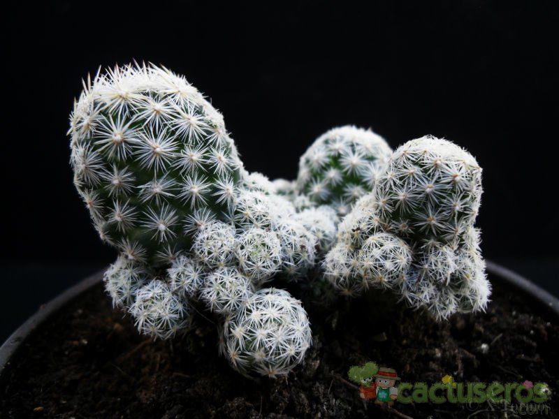 A photo of Escobaria sneedii subsp. leei