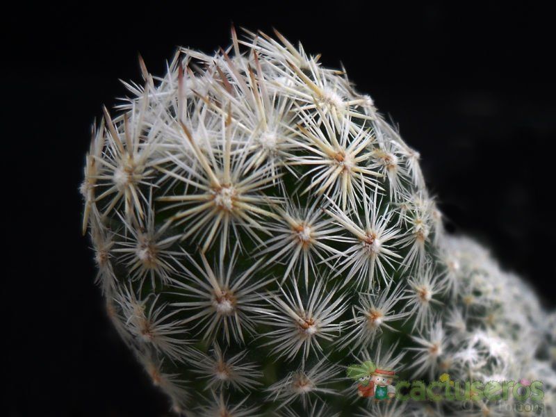 A photo of Escobaria sneedii subsp. leei