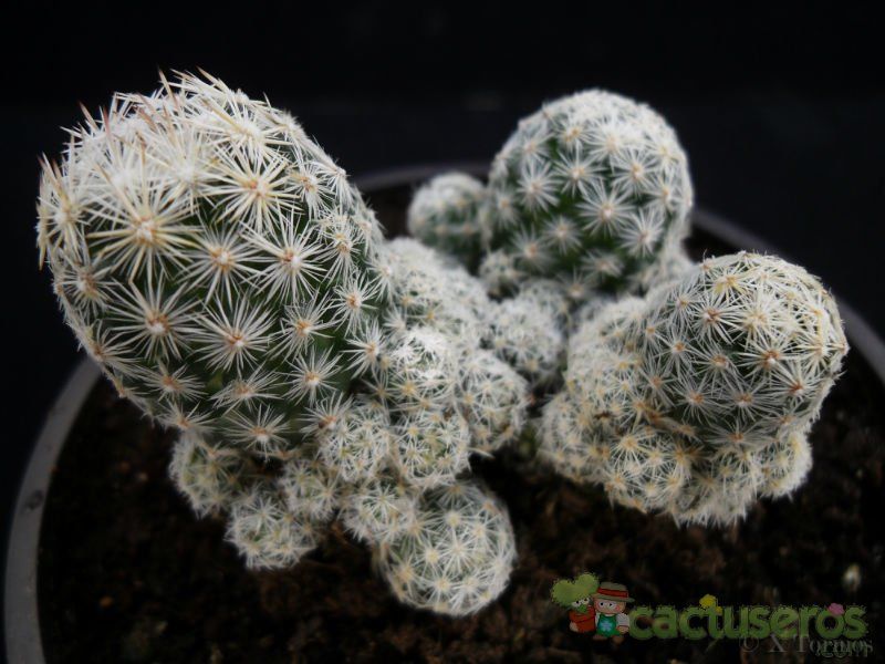 A photo of Escobaria sneedii subsp. leei
