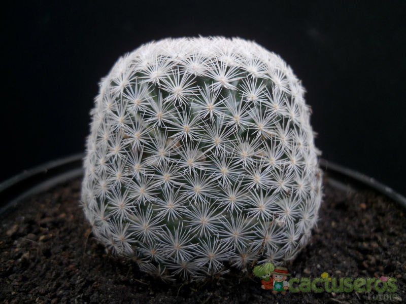 Una foto de Mammillaria lasiacantha