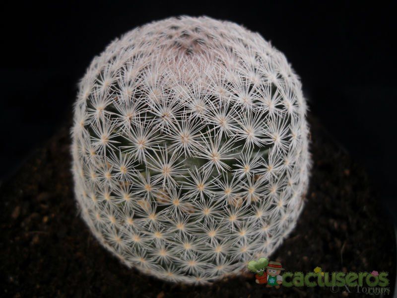 Una foto de Mammillaria lasiacantha