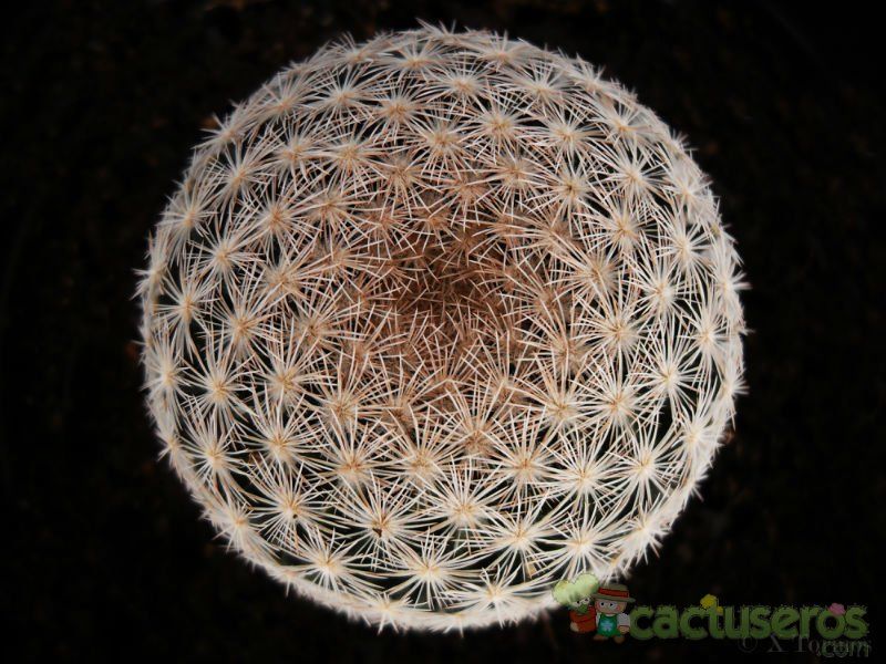 Una foto de Mammillaria lasiacantha