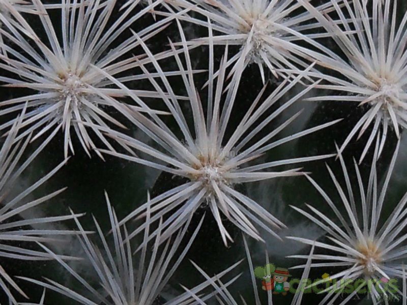 Una foto de Mammillaria lasiacantha