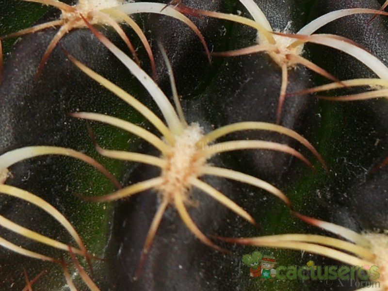 A photo of Echinopsis tiegeliana