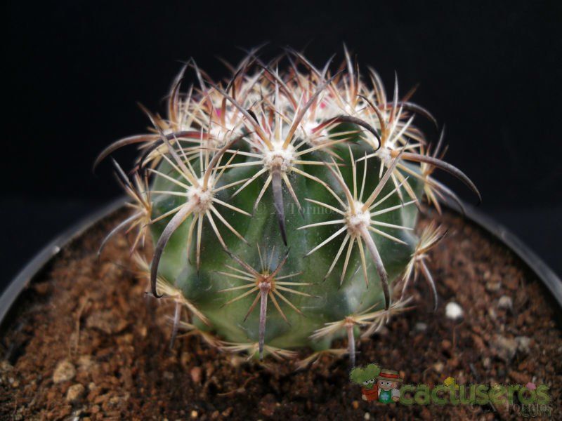 Una foto de Echinomastus unguispinus ssp. laui