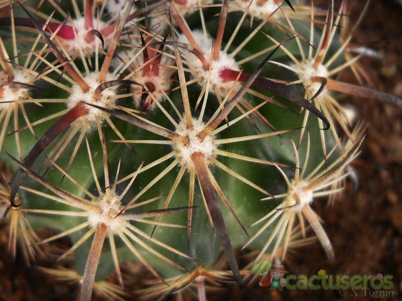 Una foto de Echinomastus unguispinus ssp. laui