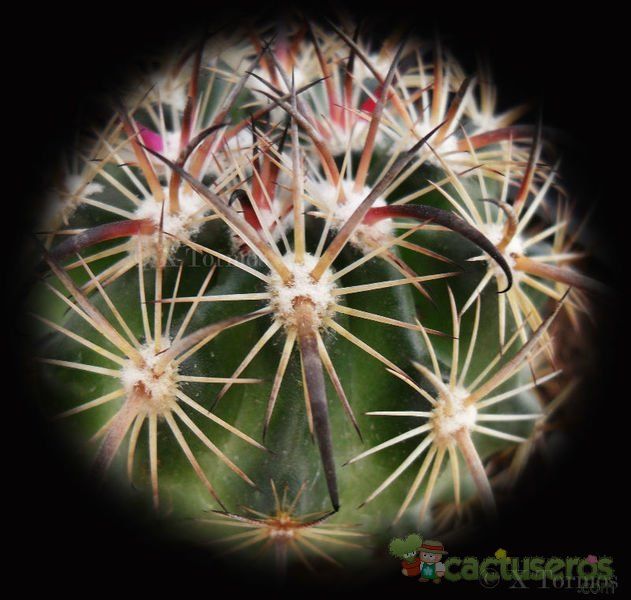 Una foto de Echinomastus unguispinus ssp. laui