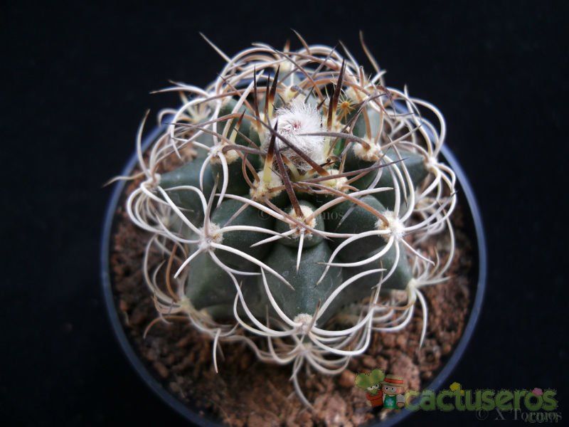 Una foto de Matucana paucicostata