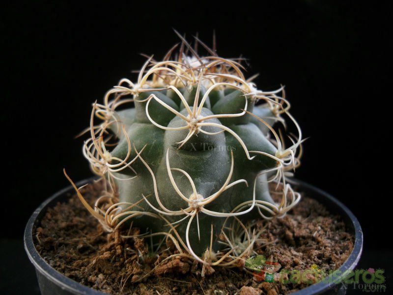 Una foto de Matucana paucicostata