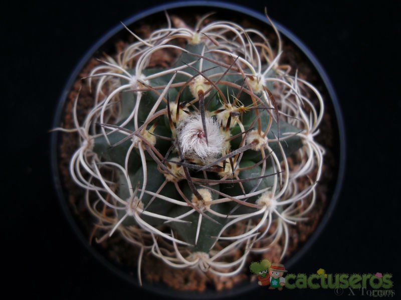 Una foto de Matucana paucicostata
