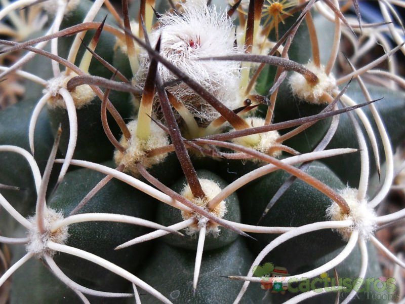 Una foto de Matucana paucicostata