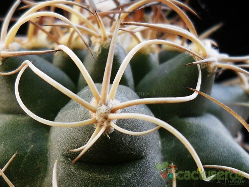 Una foto de Matucana paucicostata