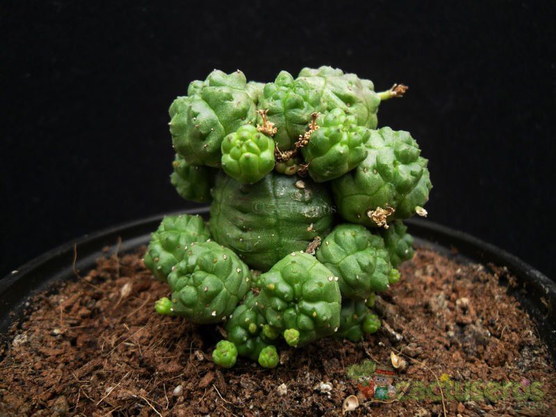 A photo of Euphorbia pseudoglobosa
