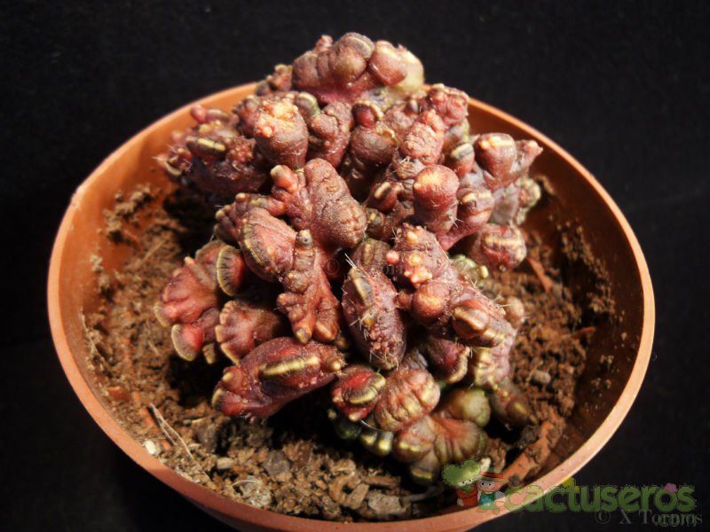A photo of Echinopsis cv. CHOCOLATE fma. mostruosa