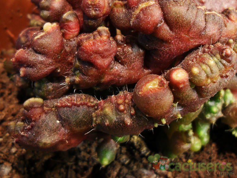 A photo of Echinopsis cv. CHOCOLATE fma. mostruosa