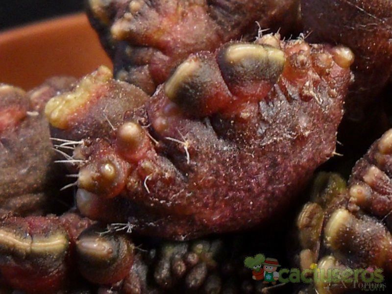 A photo of Echinopsis cv. CHOCOLATE fma. mostruosa