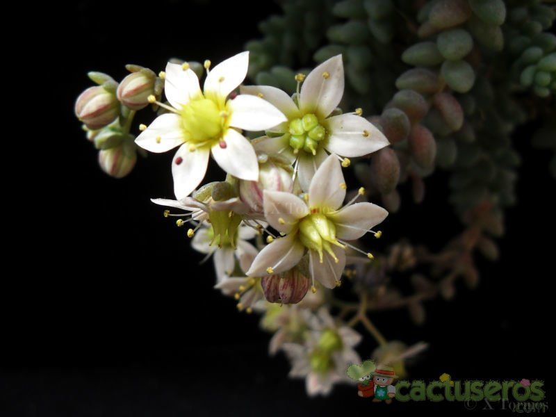 Una foto de Sedum dasyphyllum