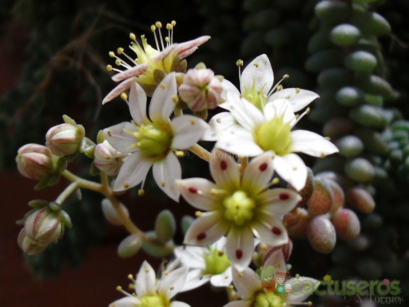 A photo of Sedum dasyphyllum