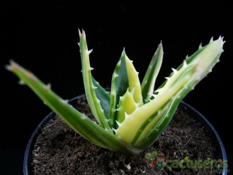 A photo of Aloe perfoliata 