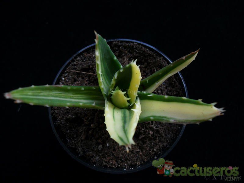 A photo of Aloe perfoliata 